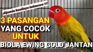 3 pasangan yang cocok dan ideal untuk biola ewing gold jantan, dijamin hasil anaknya super mewah