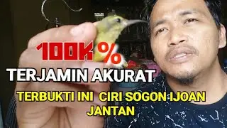 SUDAH TERBUKTI! CARA BEDAKAN KELAMIN BURUNG SOGON #kolibri #sogon #birds #kicaumania#burung