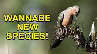 The GIANT HUMMINGBIRD May Be Split Into Two Separate Species