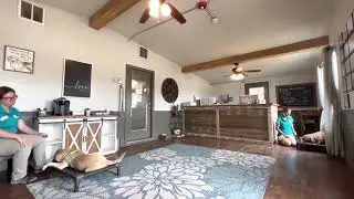 Multiple dog place cue