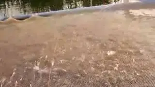 Table size catfish feeding
