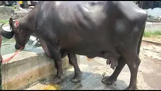 Chintalkunta market #hyderabad  #buffalo #gujrathi #jafrabadibuffalo