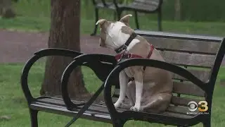 CBS3 Pet Project: How to keep your dog entertained while you are gone