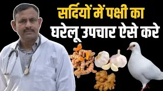 सर्दियों में पक्षी कबूतरों का घरेलू इलाज ऐसे करे | Birds Pigeon Home Remedies | Dr Nagender Yadav