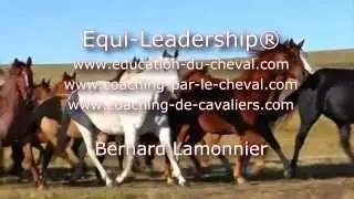 Equicoaching - Education du cheval - Coaching de cavaliers