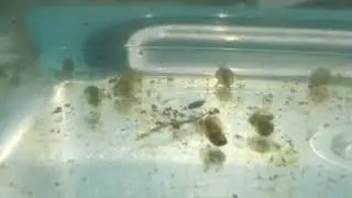 古代生物タマカイエビを採集