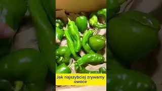 Spos&oacute;b na zielone papryki 🫑🌶️ #warzywa #ogr&oacute;d #jesień #uprawawarzyw #papryka #październik #OGR&Oacute;D