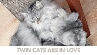 Twin cats have a hug and a wash