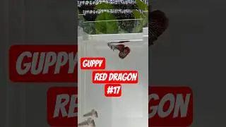 CEK IKAN HIAS 