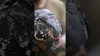 🖤Blackest Argentine Tegu in the World🖤 #shorts #animals #reptiles