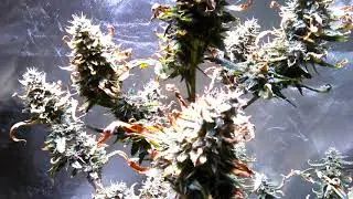 Week 11 #InTheGarden with fruity #autoflowers