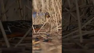 #wild duck#wild#wild 🦆 duck nesting#animals#how duck make nest