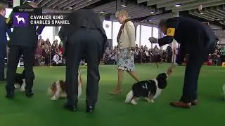 Cavalier King Charles Spaniels part 2 | Breed Judging 2019
