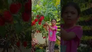 Rambutan😍
