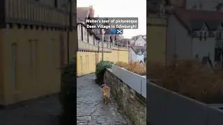 Join Walter on our historic walking tours of #Edinburgh!🐾💙🏴󠁧󠁢󠁳󠁣󠁴󠁿 #Scotland #GoldenRetriever