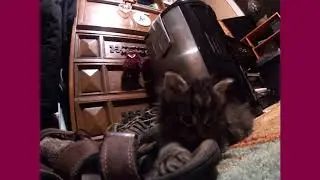 Kitty Krusades #10: Shoe Shenanigans! Part 2 w/ Lola-Fursday Cute Cat Playtime and Exploration Video