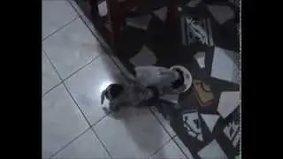 Dalmatian Puppies Mix eating