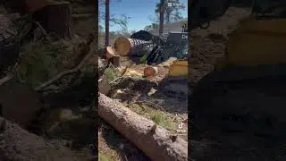 🌳Arborist at work🌳 #skidsteer #landmanagement (we do not own copyrights)