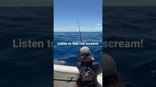 Big fish #fishing #marlin    #game fishing #deep sea fishing