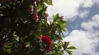Hawaii 2018