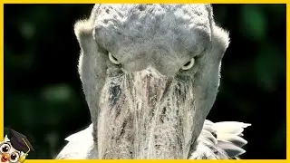 Ten gatunek dinozaura nigdy nie wyginął