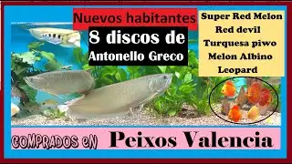 Arowanas y discos de:Antonello Greco(Super Red Melon,Red devil,Turquesa piwo,Melon Albino y Leopard)