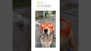 🔥Hard-working dogs 💀🐶#dog #dogs #funny