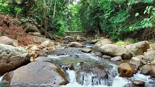 Soothing Forest Stream Sounds Over Rocks | Peaceful Nature Ambience for Deep Sleep