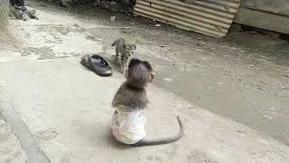OMG!! What happens when a baby monkey meets a kitten?