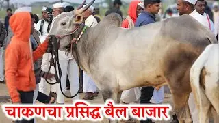 आजचा चाकणचा प्रसिद्ध बैल बाजार,,दि-‌11/04/2025…Chakan Bail Bajar..Bail Bazar chakan...#Chakan