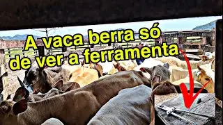 manejo no curral