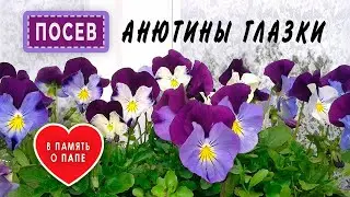 Посеяла 100 профсемян ампельной виолы. Любимый способ посева, всходы на 3-й день