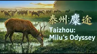 Taizhou: Milu's Odyssey #china #video #wildlife #animals #nature #subscribe