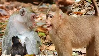 Oh My God ! Monkey Rose Scare Monkey Jane Want Attack But Rose So Smart, Good Baby Jody