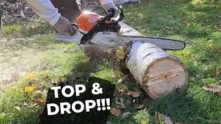 ASMR Lumber Joe vs. The Popple Tree - Will it Fall the Right Way? #treefelling #stihlms400 #climbing