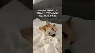 Can I be a spoiled dog in my next life? #corgi #doglife #dogbed