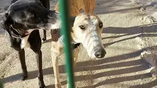 Lina y Mora /Animal Rescue Espa&ntilde;a