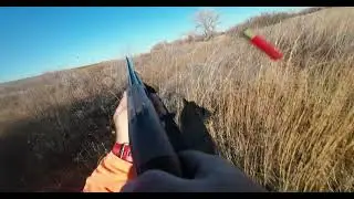 Lily's Thick Cover Covey | Oklahoma Quail Hunting