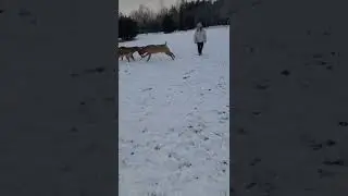 Boerboel Dozer makes friends.