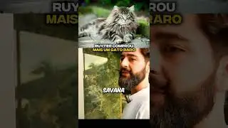 Ruyter comprou mais um gato caro e raro #ruyter #gatoraro #gato