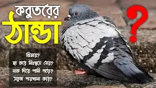 কবুতরের ঠান্ডা বা সর্দি কাশির চিকিৎসা ||কবুতর হা করে নিঃশ্বাস নেয় কেনো ||Kobutorer Thandar Chikitsa