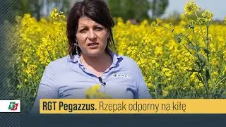 Rzepak RGT Pegazzus odporny na kiłę 🌱💪 Rzepak ozimy hodowli RAGT #rolnictwo #rzepak