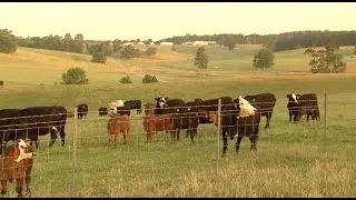 High beef prices caused by several factors