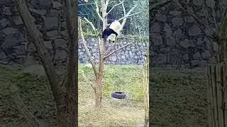 Why pandas are endangered😆🐼
