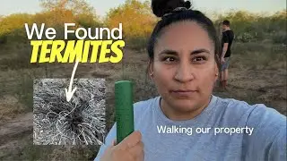 Finding Termites on Our Homestead + Other Signs of Wildlife