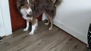 Dog song i love my dog