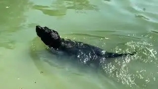 rory swim