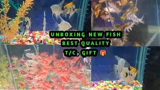 Ultimate Unboxing Aquarium Fish And Colour. @DhaniLif @FishCareRewa
