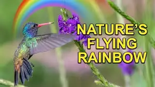 Hummingbird with Rainbow Colors 🌈