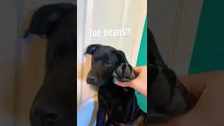 Rocky&rsquo;s toe beans!😂🫘#Rocky#toebeans#dog#shorts